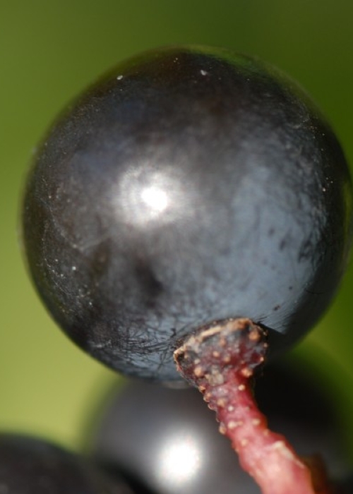 Merlot ANT 1334